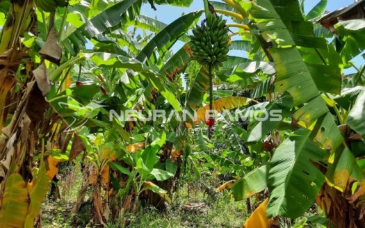 Sítio à venda em Correntina – Bahia – 100m de beira de rio