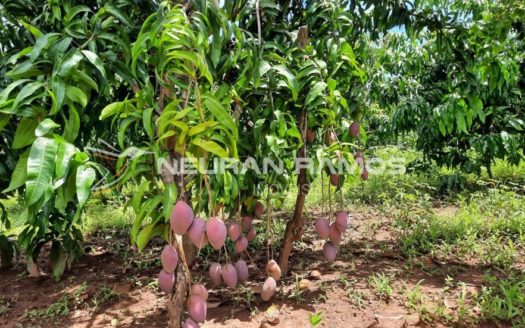 Sítio à venda em Correntina – Bahia – 100m de beira de rio