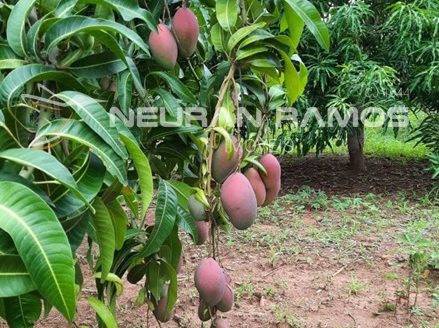 Sítio à venda em Correntina – Bahia – 100m de beira de rio